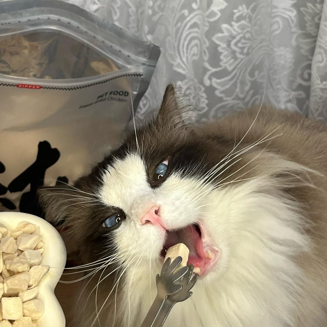 铲屎家族（挠猫的野人）