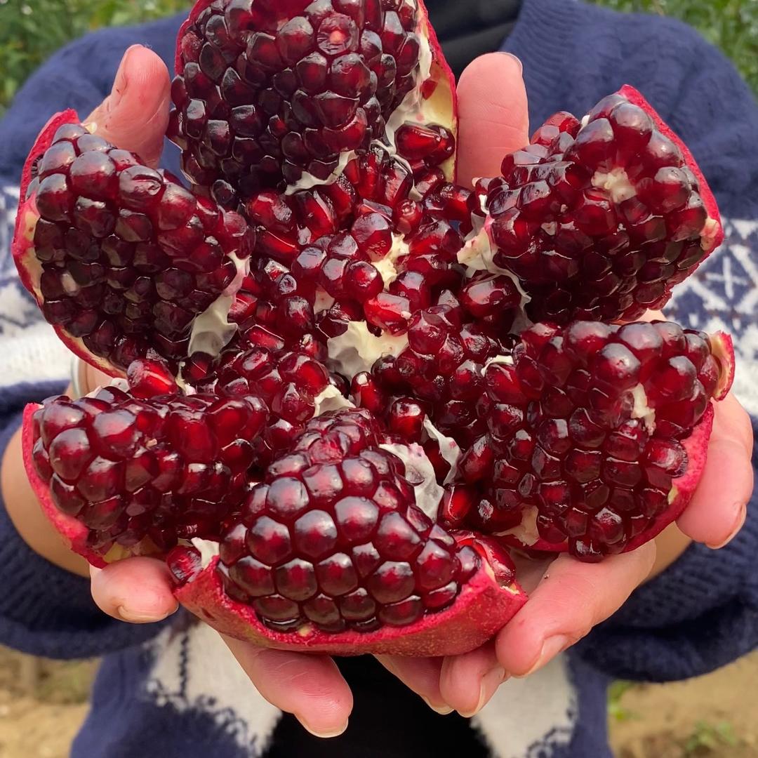 大妹子苗木培育基地