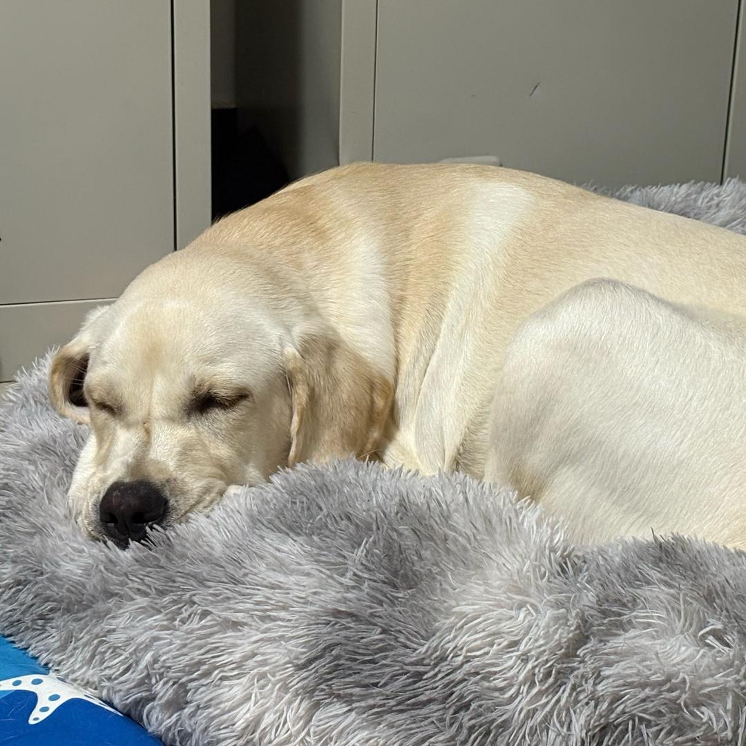 谁想请我喝奶茶