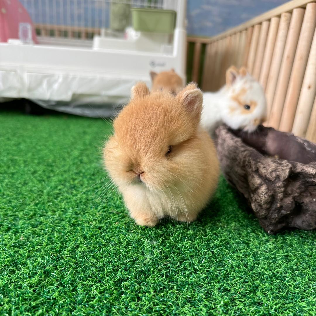 菠萝兔萌宠屋