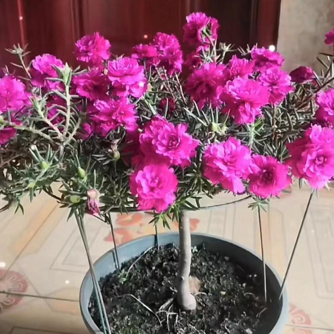 杨氏花卉（大量批发