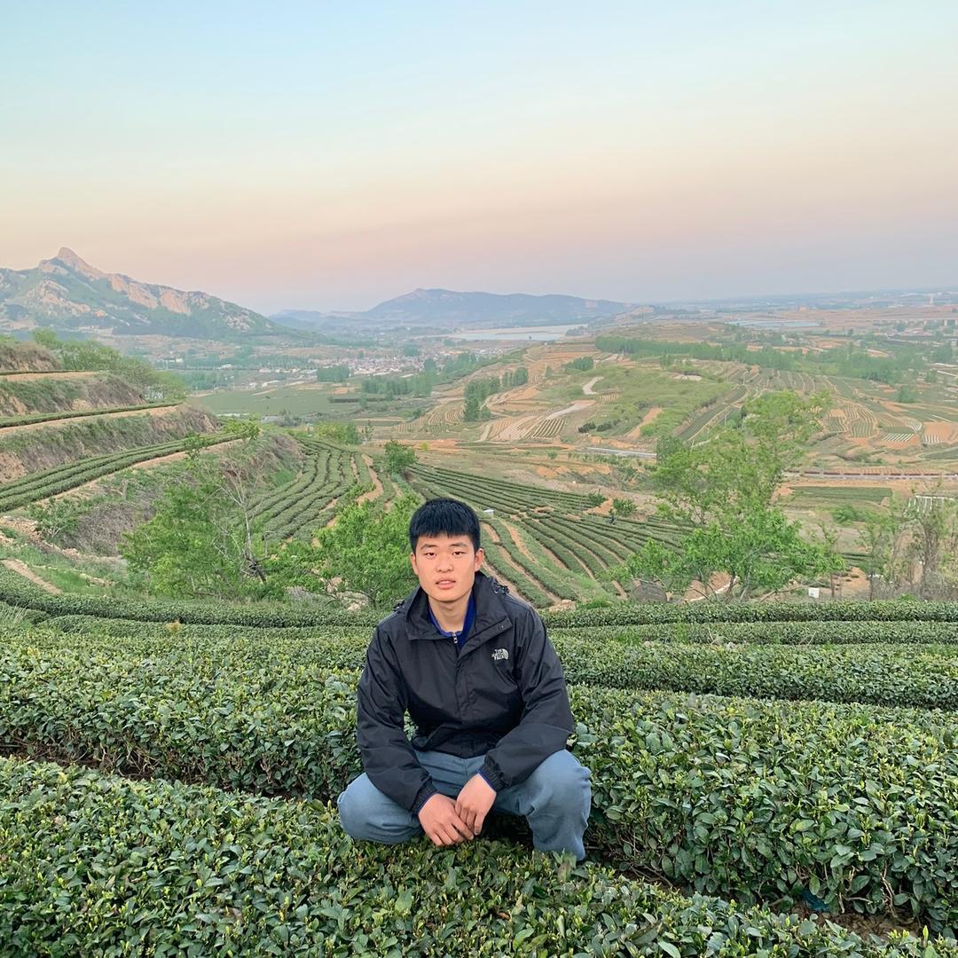 日照绿茶鹏飞茶厂