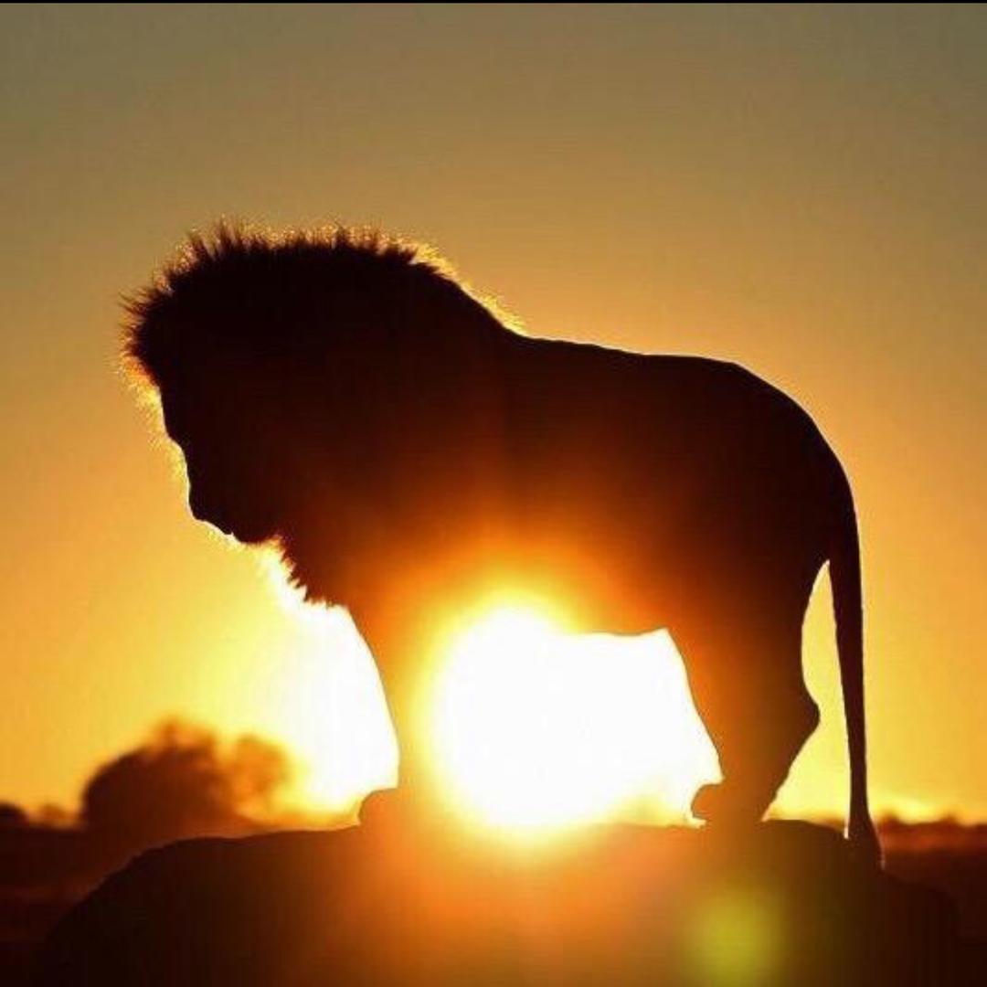 🦅鋒哥哥（陈州）