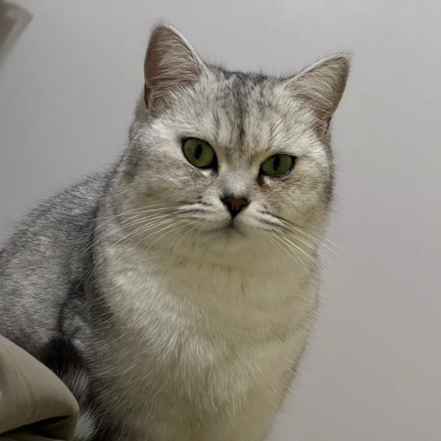 饭团独一无二（少说话版）