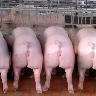 鑫瑜良种猪繁育