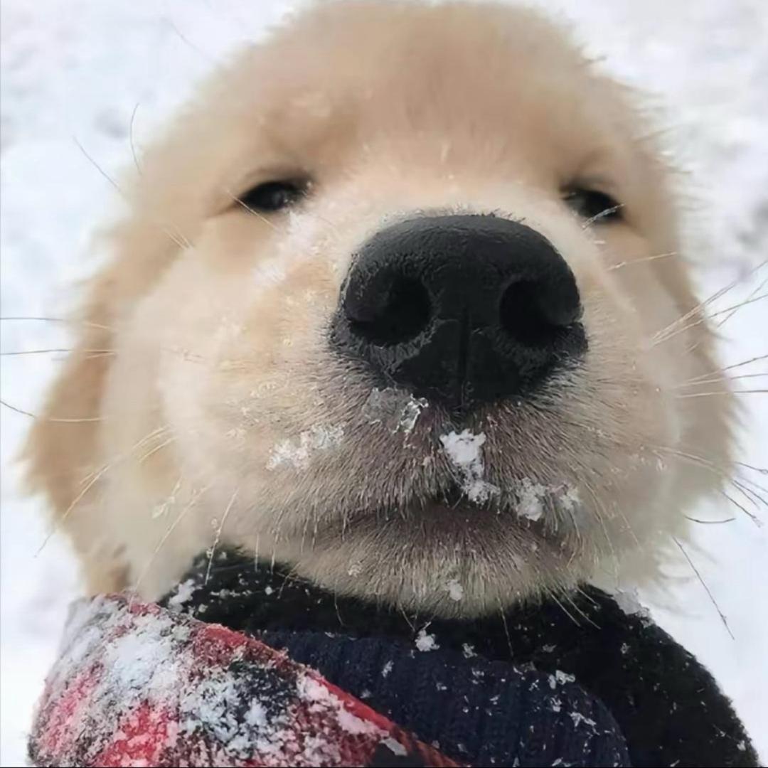你是哪块小饼干.