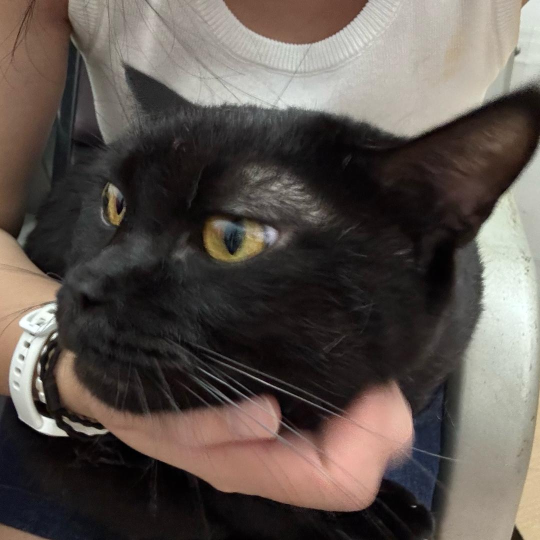 一只懒猫ฅ^•ﻌ•^ฅ