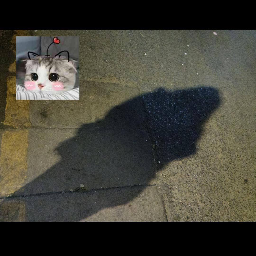 瑶了个瑶  🇨🇳🐰