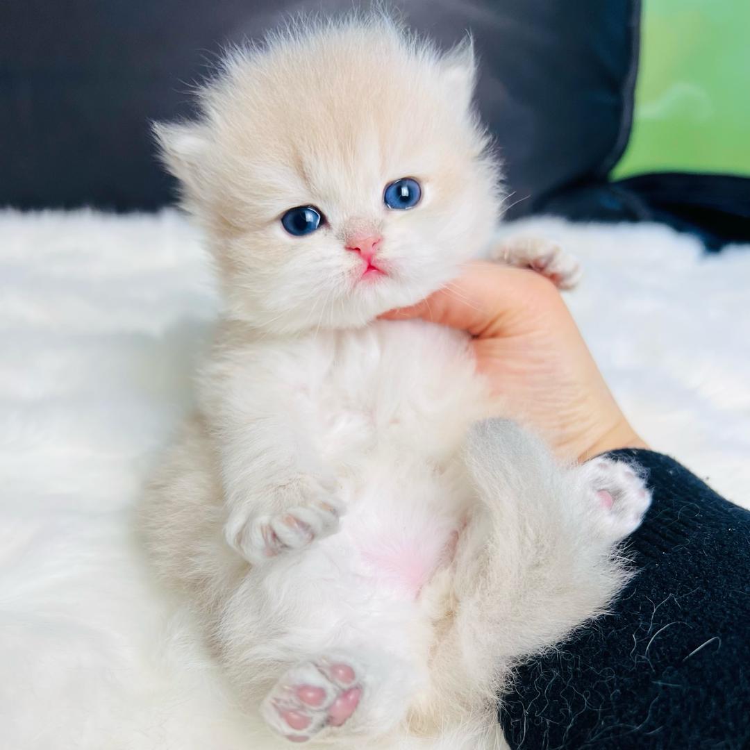 德阳精品猫家庭繁育