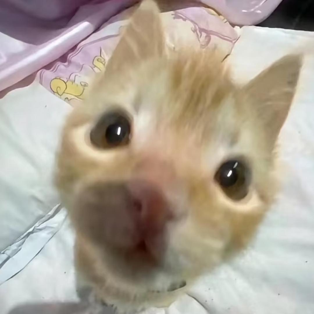 致命老鼠