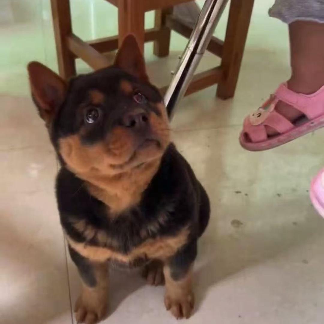 广西乡下田园犬