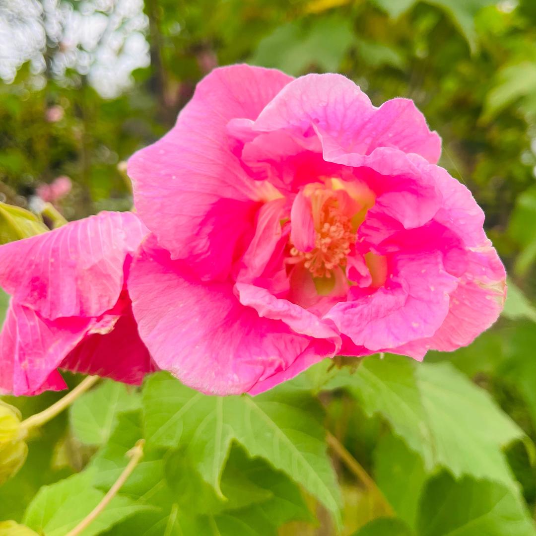 🌺ꦿ꯭꧔ꦿ᭄百味人生꧔ꦿ