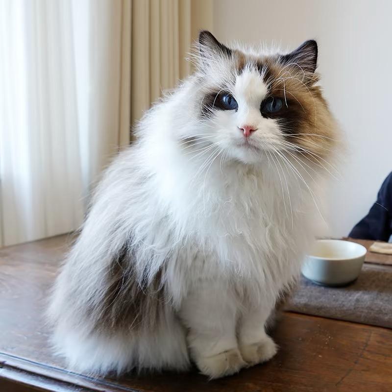 喵喵🐈🐈‍⬛