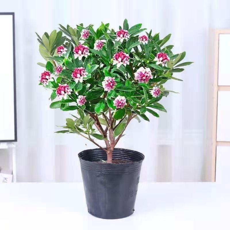 暖暖园艺绿植