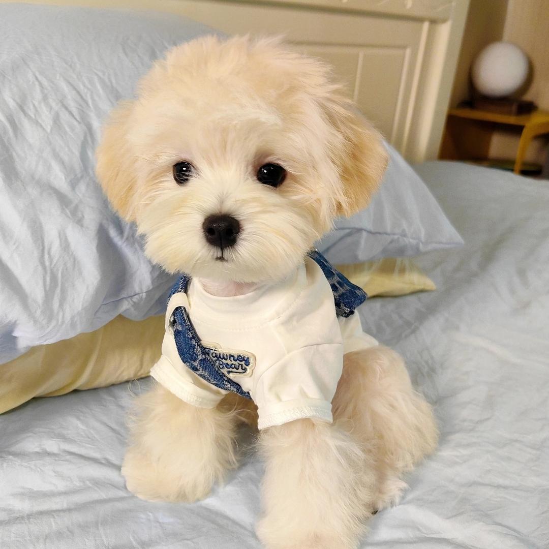 苏苏萌宠精选直播号