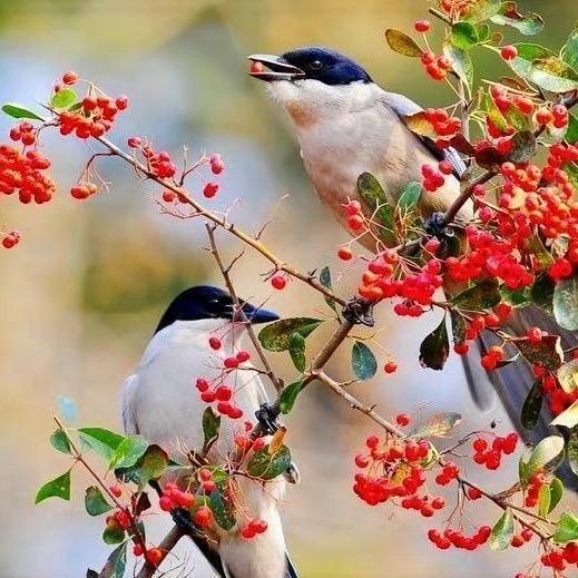 随心 净心 修心