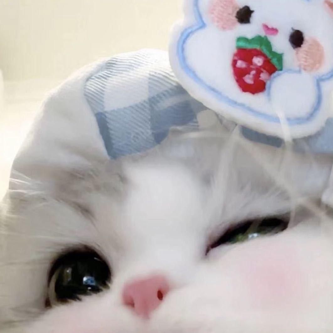 茕茕白兔