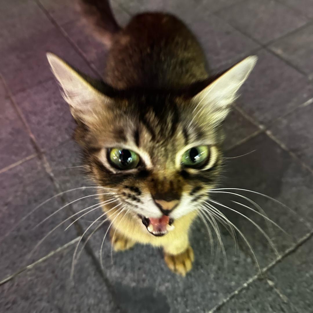 广东美洲大蠊🪳