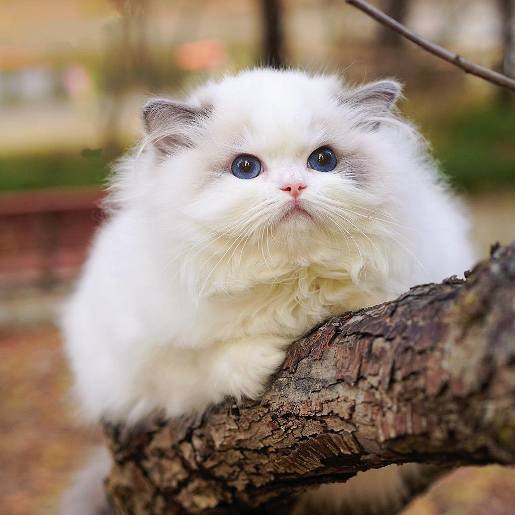 林师傅家的仙女猫