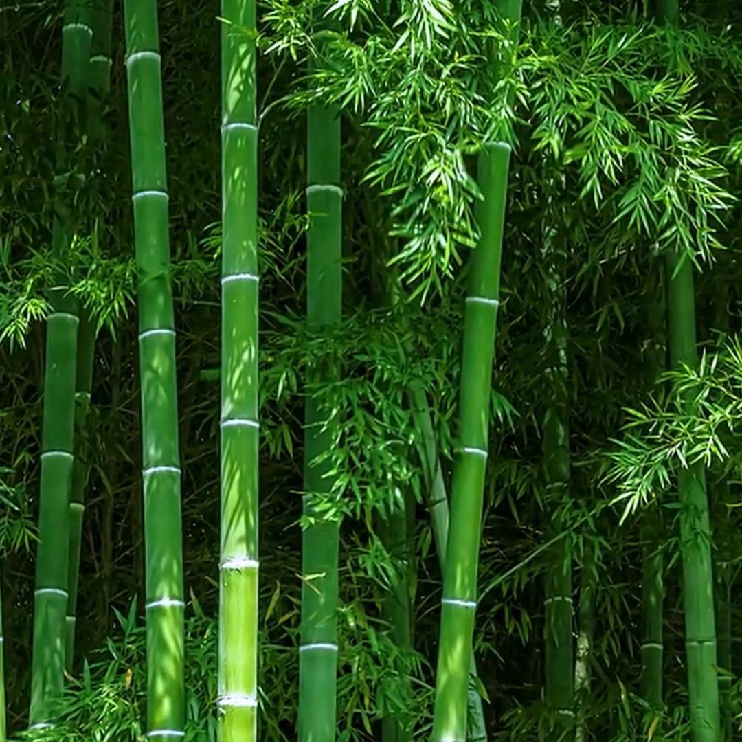 ஐ°小⁵²草ღ莓