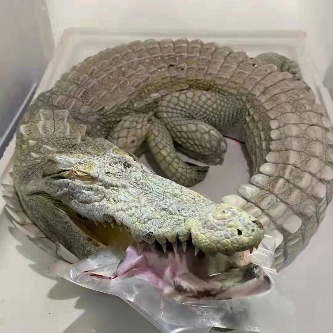 浙江鳄鱼先生
