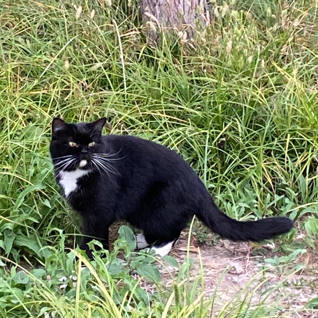 可惜不是黑猫警长
