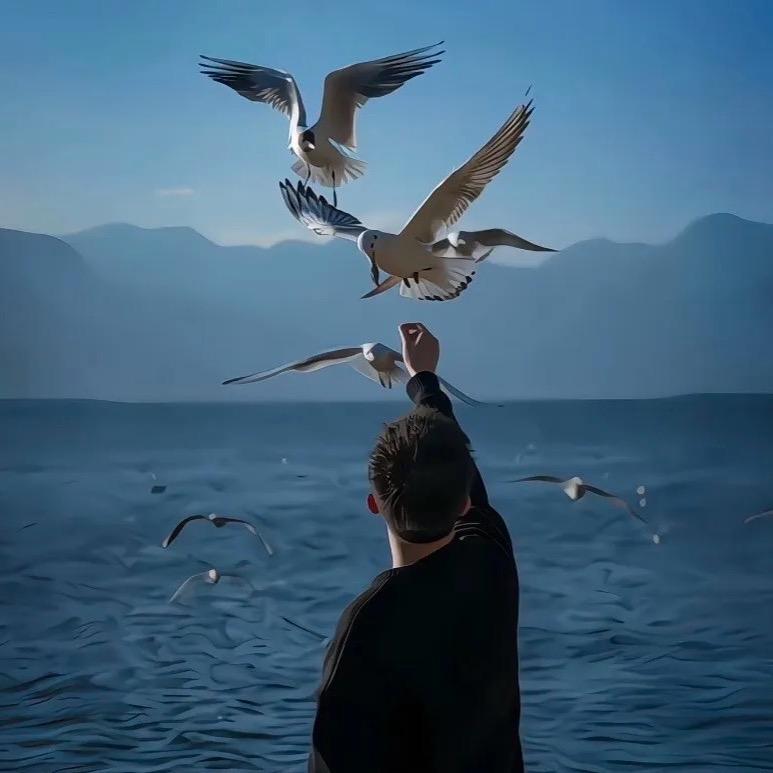 枫