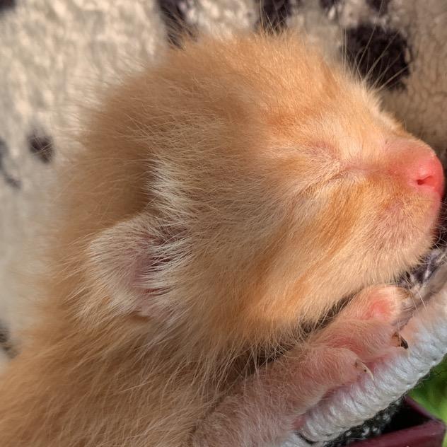 从捡到一只猫说起