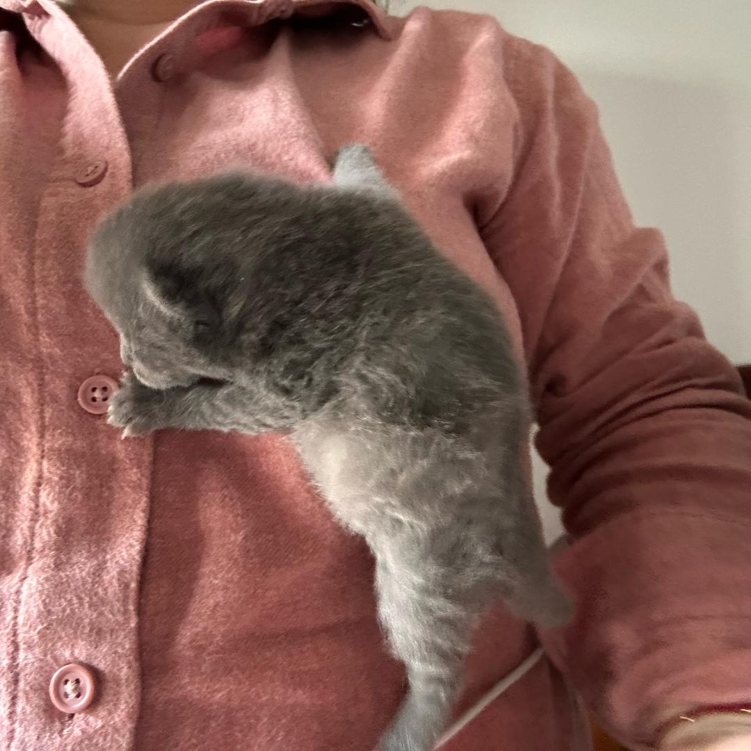 十二只猫