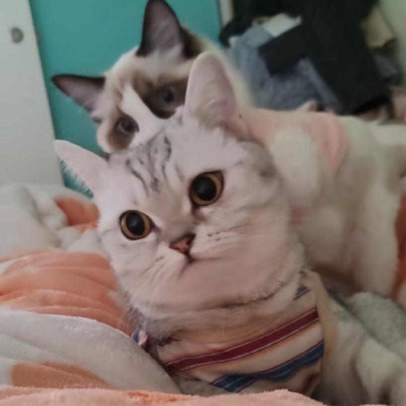 ᥫᩣ໌້ᮨ自然甜¥