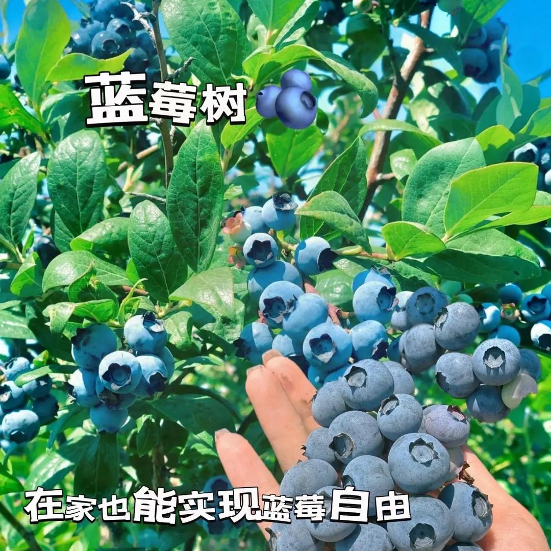 杭益嘉博园艺专卖店