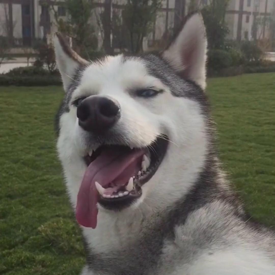 狗九