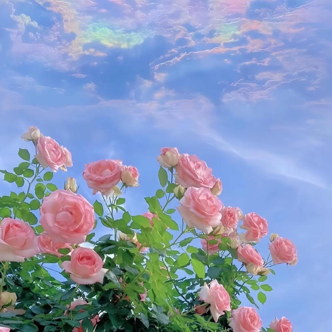 知足z