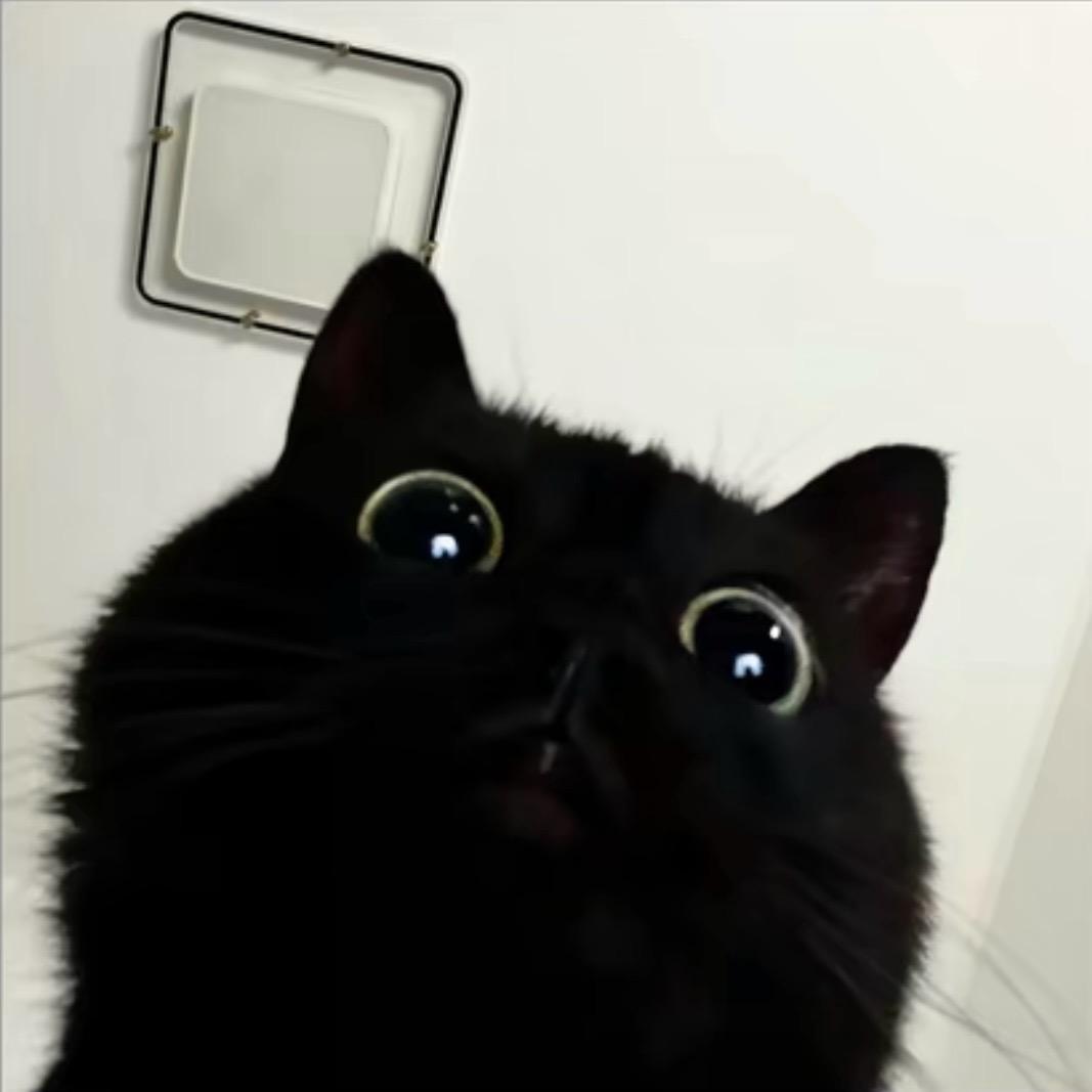 玖鸢