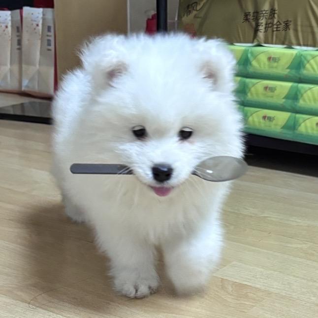 小丸子