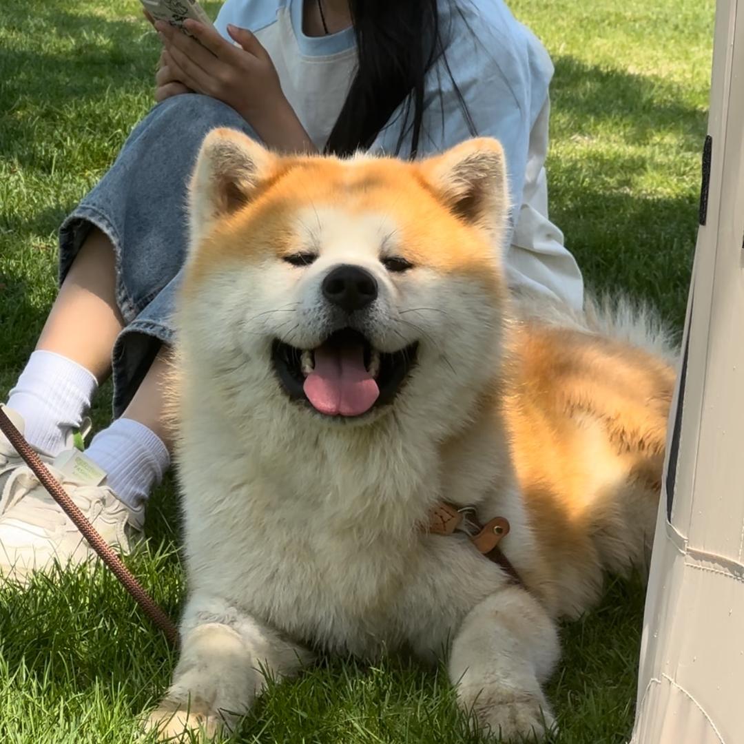 王大气的秋田和柴犬 直播号