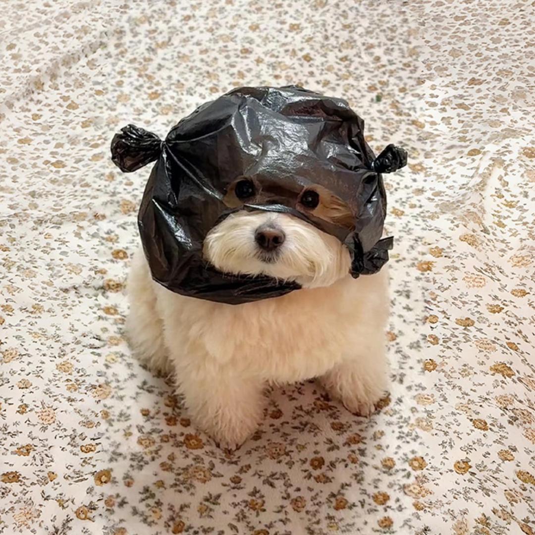@耶耶脆脆鲨