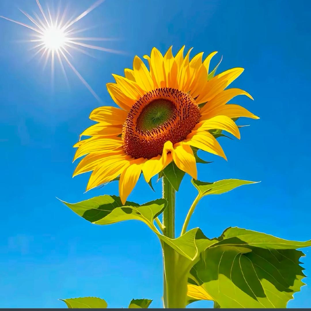 河南沃润生物有机肥有限公司