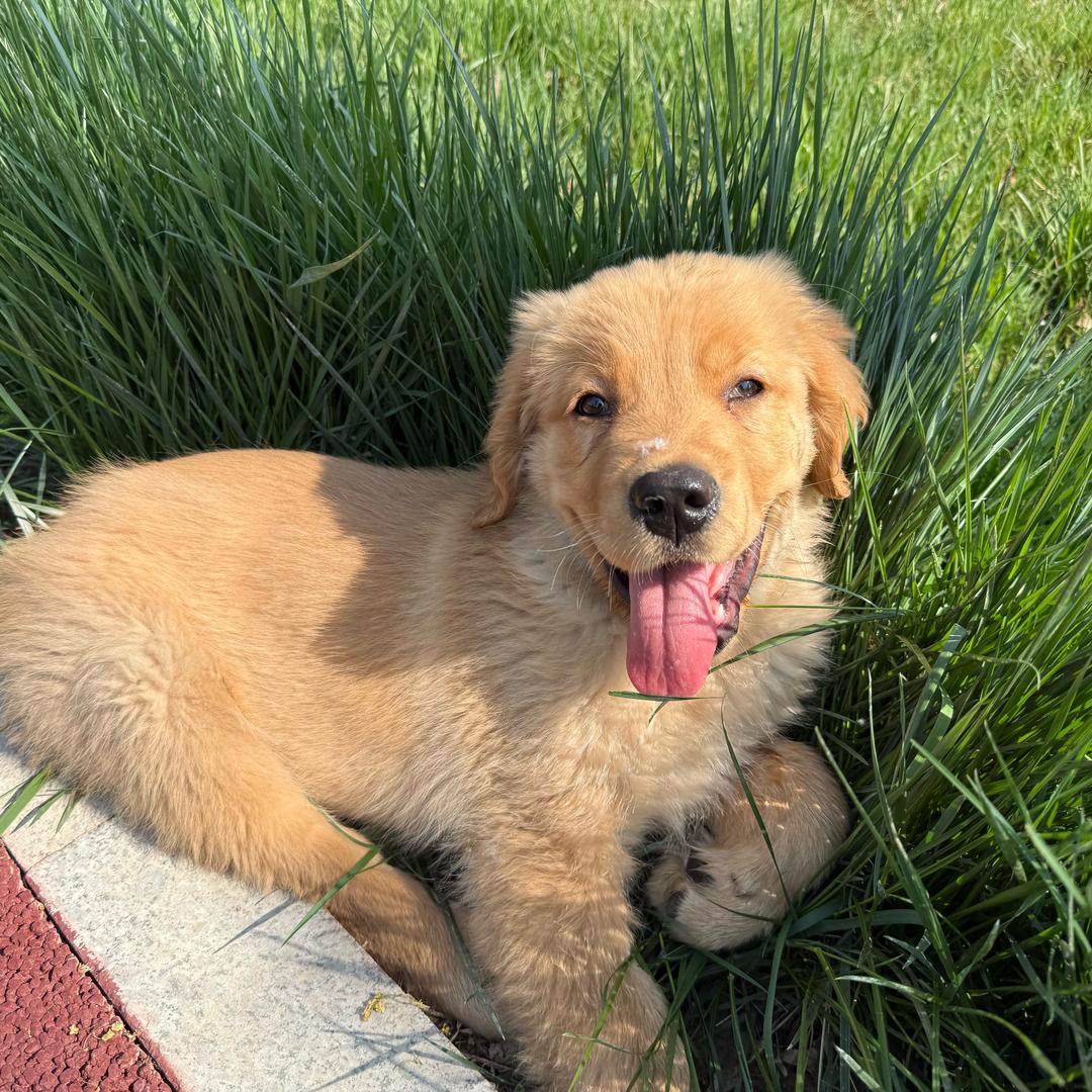 卷卷只会握手🤝