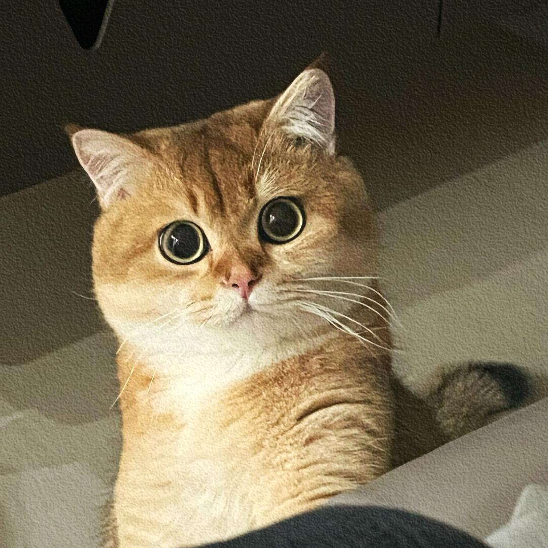 发大财（猪咪版 :)