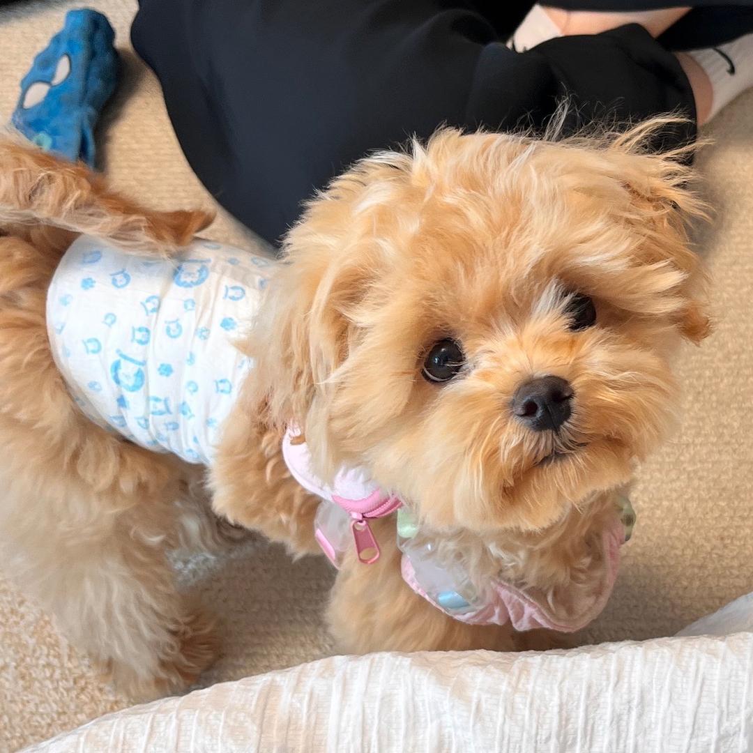 旺仔不是马尔泰