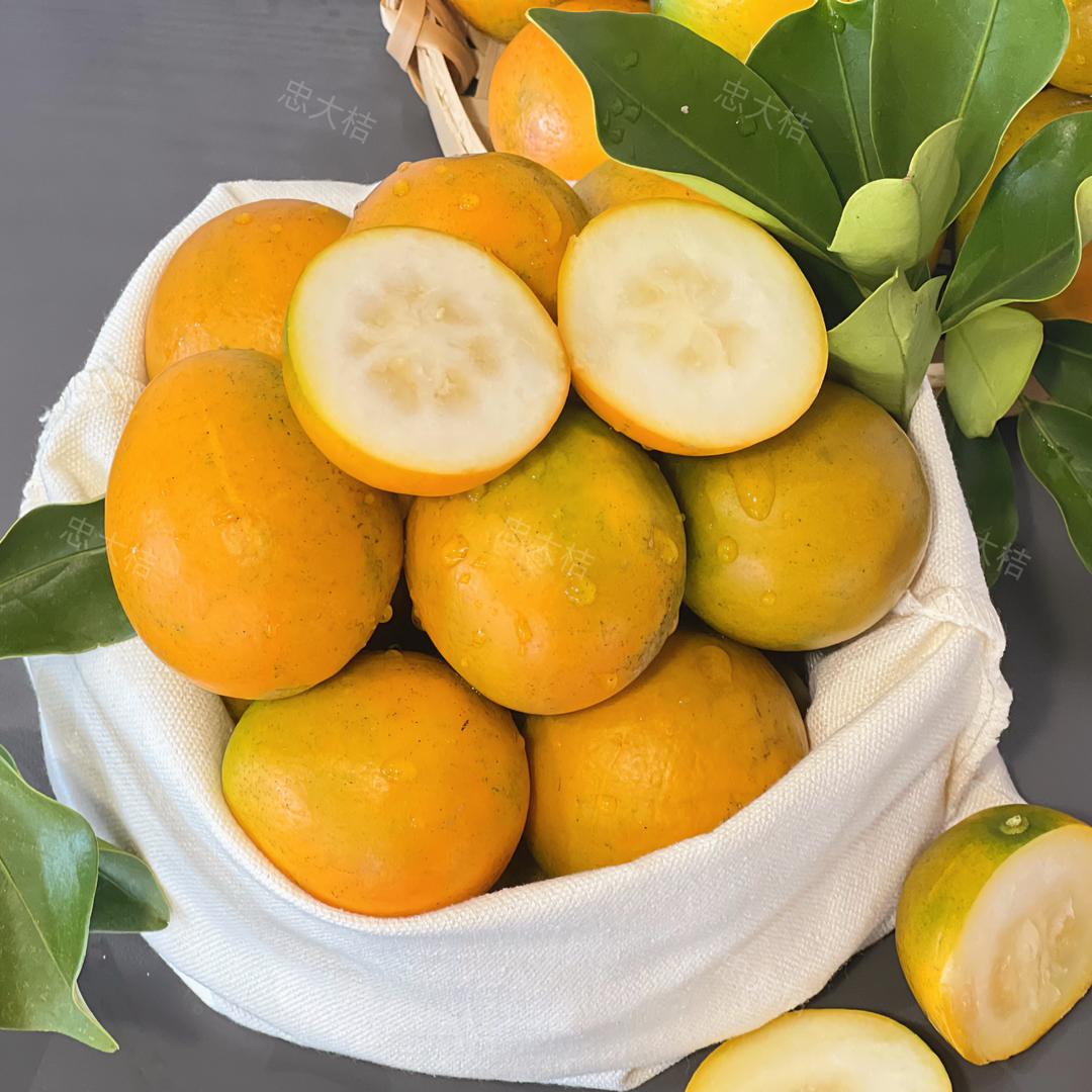 忠大桔脆蜜金桔