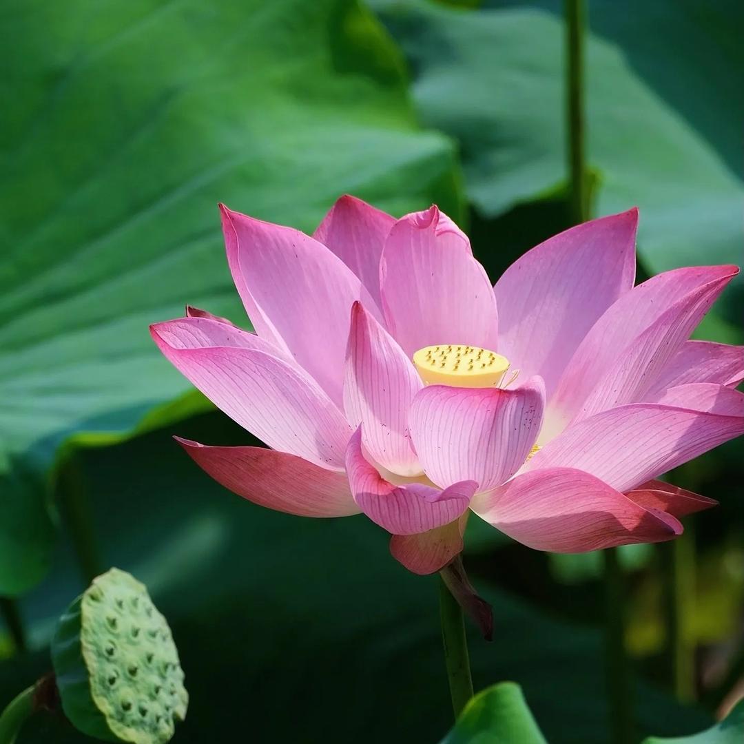 花开富贵的姑娘