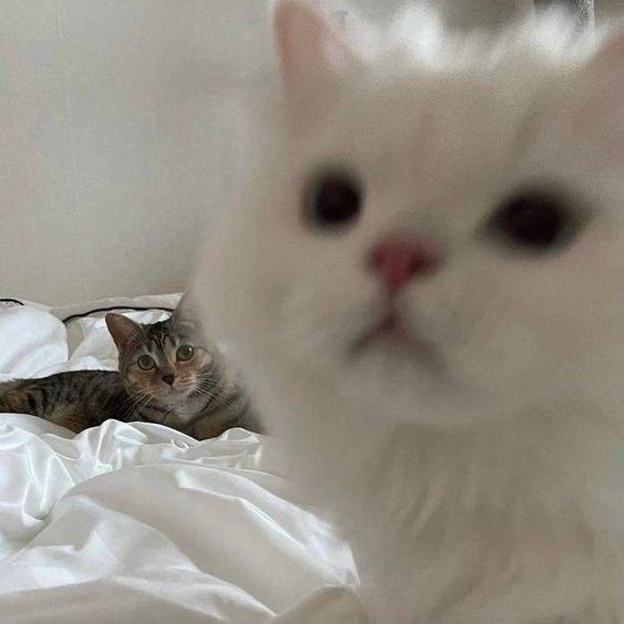 小牛蛙
