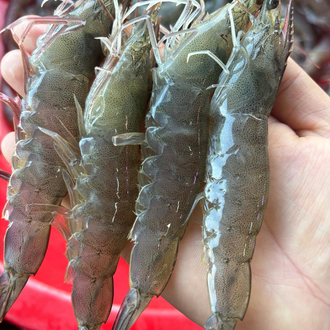 张路凤（基围虾）（现宰黄牛肉）