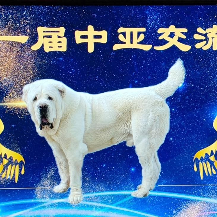 滨州霸犬苑中亚猎狼