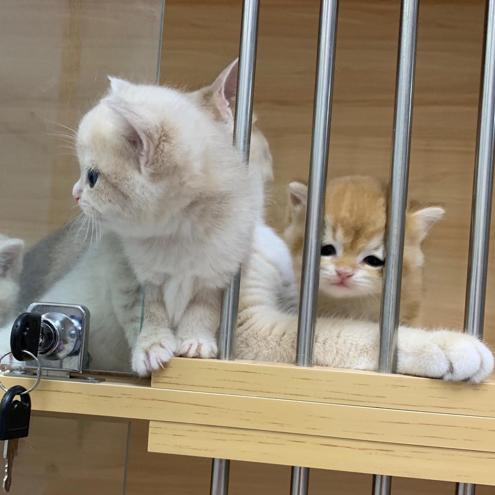 爱章鱼的猫