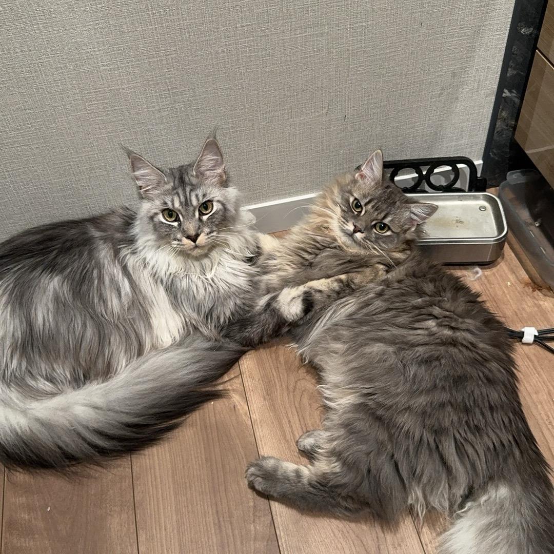 多多这厢有礼了