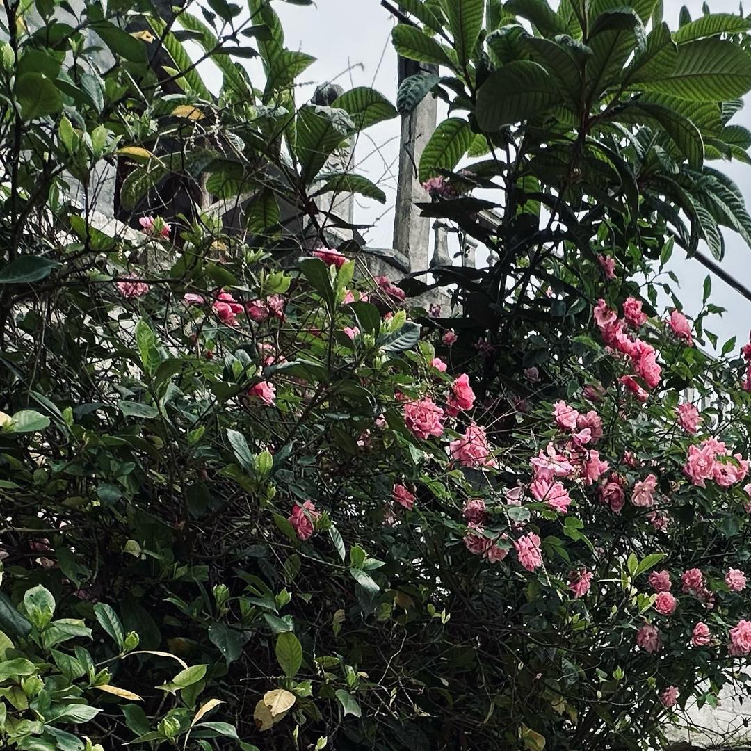 开花富贵