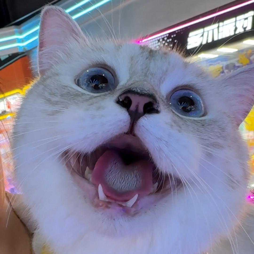 狗蛋是只猫儿